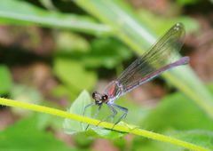 仲夏　イトトンボ