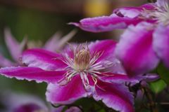 中春　クレマチス