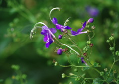 初秋　ホカケソウ