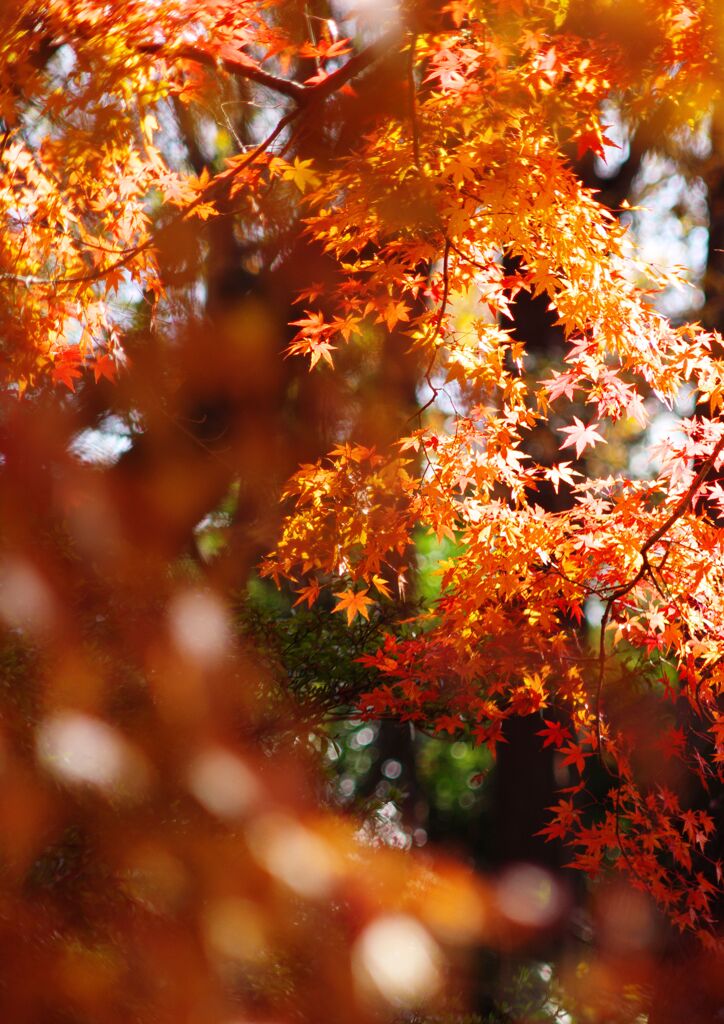 小春　紅葉