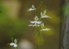 晩夏　サギソウ　Ⅱ