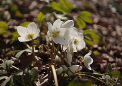 仲春　クリスマスローズ