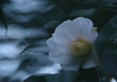 小春　サザンカ