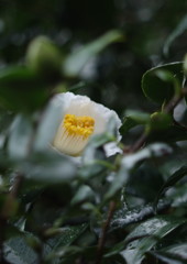 寒露　サザンカ