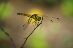 季夏　蜻蛉