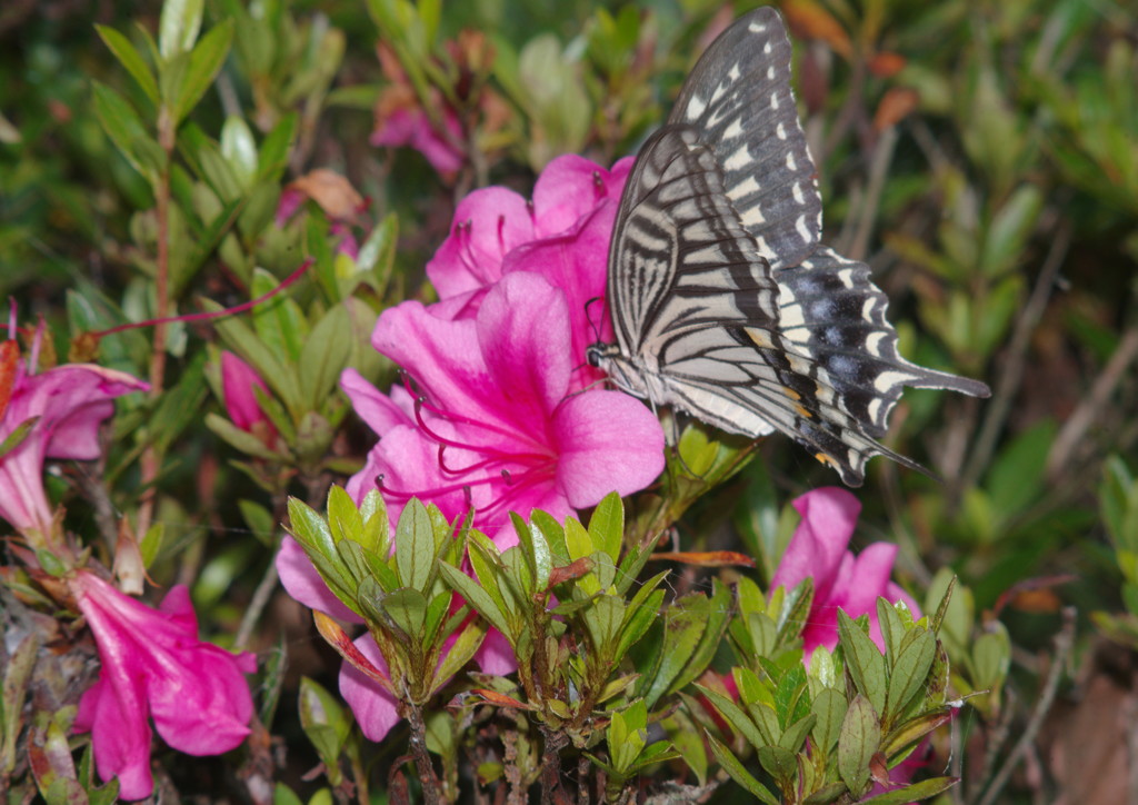 仲夏　アゲハチョウ　Ⅱ