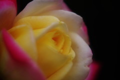 初秋　バラ　Ⅱ