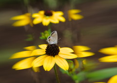 花と虫達　ツバメシジミ