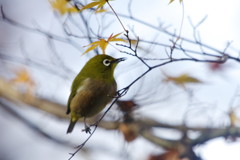 野鳥を探して　メジロ　Ⅱ