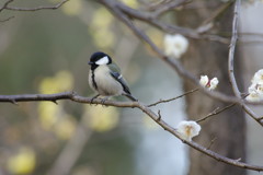 野鳥を探して　シジュウカラ