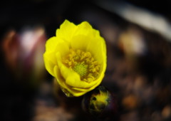 初春　福寿草　Ⅱ