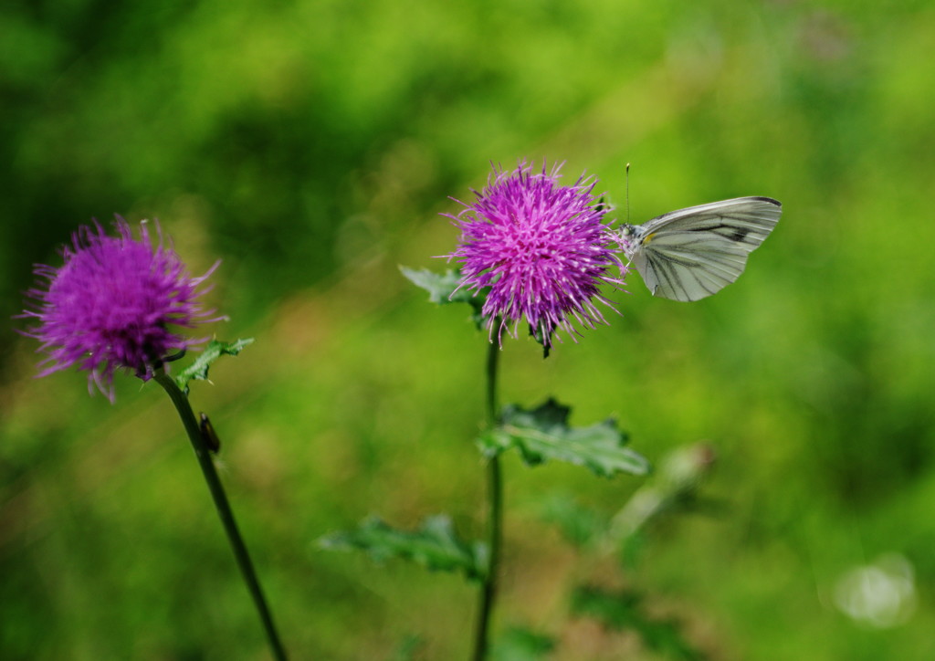 立夏　スジグロシロチョウ？