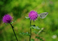 立夏　スジグロシロチョウ？