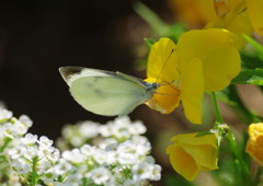 花と虫達　モンシロチョウ