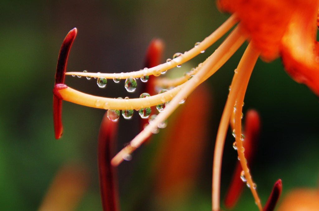 夏を探して　オニユリ　Ⅱ