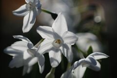 小春　スイセン