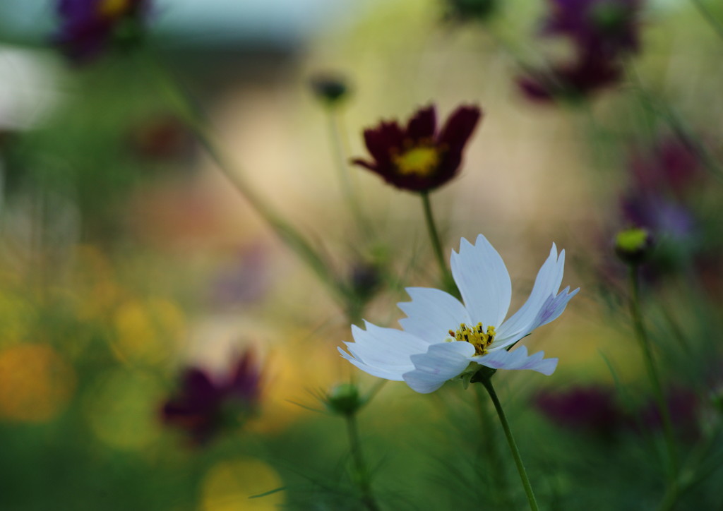 中秋　コスモス