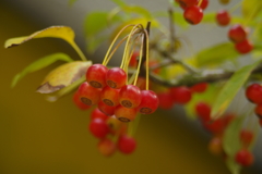 寒露　何の実？？？