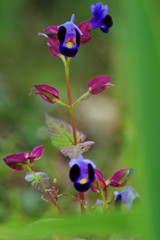 秋を探して　ハナウリクサ
