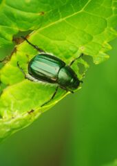 清涼　虫の名？