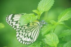 小春　オオゴマダラ