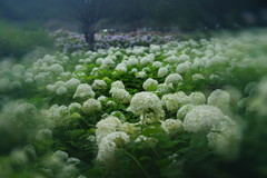 晩夏　アジサイ　Ⅱ