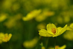 初秋　コスモス　Ⅱ