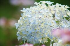 万緑　アジサイ　Ⅱ