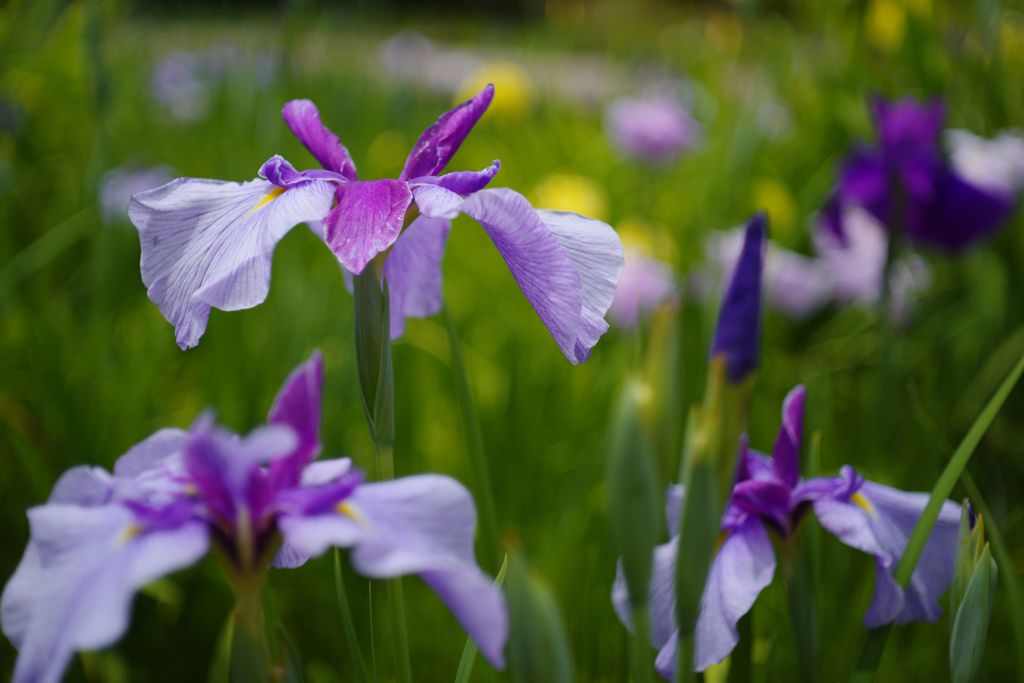 立夏　ショウブ