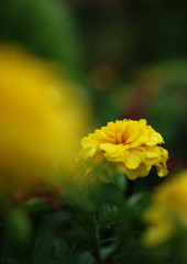 季夏　マリーゴールド