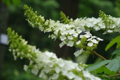 初夏　カシワバアジサイ