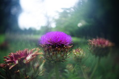 晩夏　朝鮮アザミ