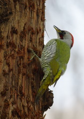 野鳥を探して　アオゲラ　Ⅲ
