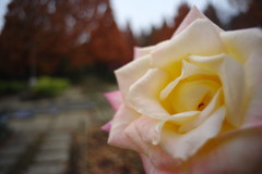 OLD LENS  バラ　Ⅱ