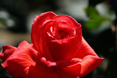 春爛漫　薔薇　Ⅳ