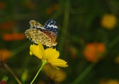 秋思　ツマグロヒョウモン