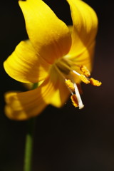 春を探して　キバナカタクリ