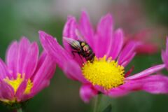 落日　菊とハエ　Ⅱ