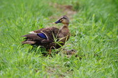 野鳥を探して　カルガモ　Ⅱ