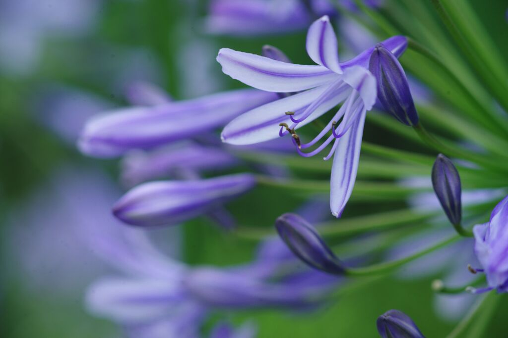 季夏　アガパンサス