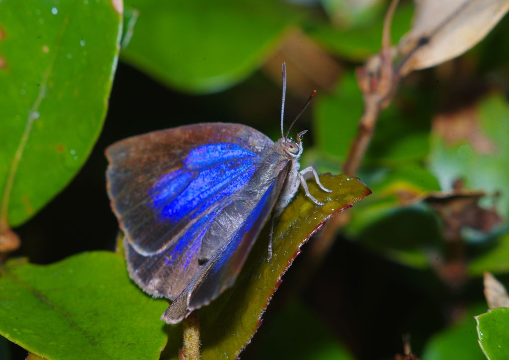 仲夏　ムラサキシジミ　Ⅱ