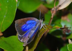 仲夏　ムラサキシジミ　Ⅱ