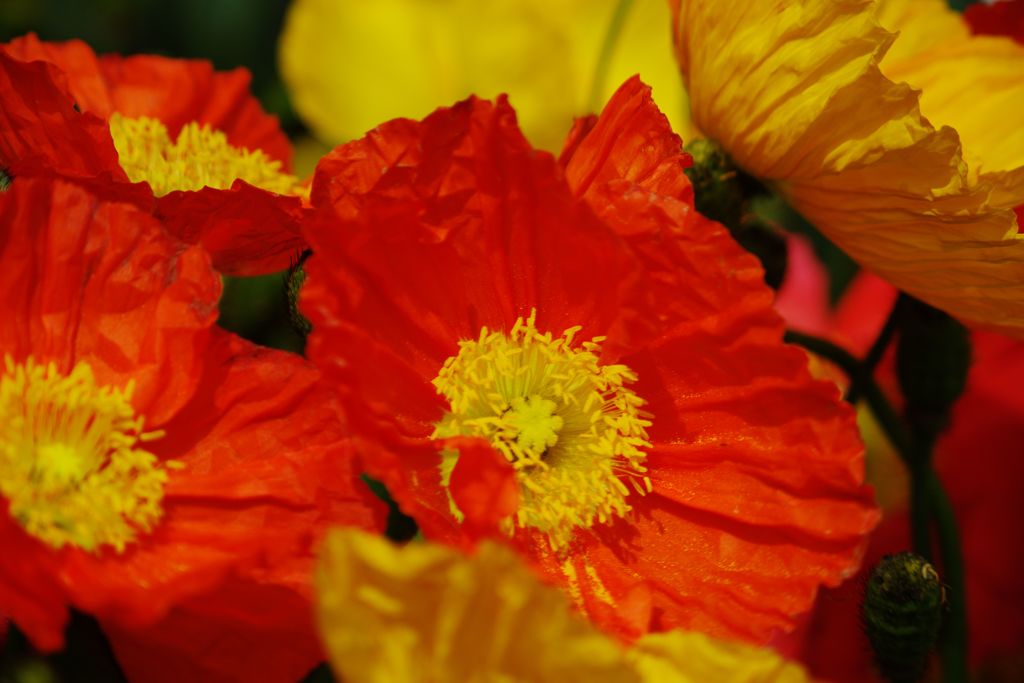 中春　オニゲシ？