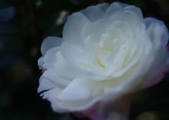 寒冷　山茶花　Ⅱ