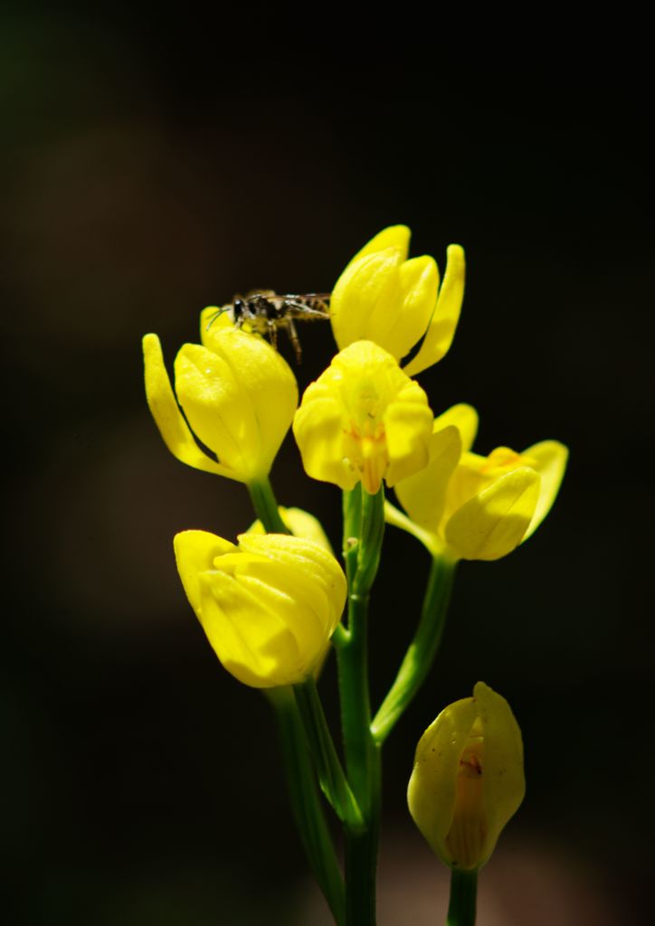 中春　キンラン