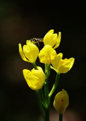 中春　キンラン