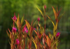 晩夏　ケイトウ？