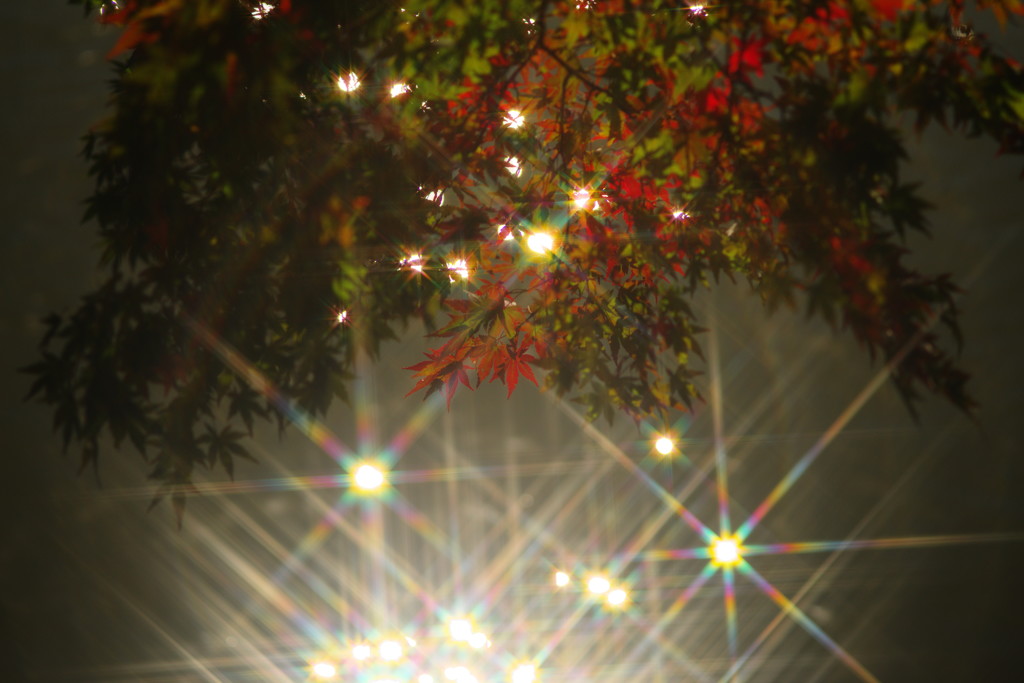 千秋楽　クロスフィルター　Ⅱ