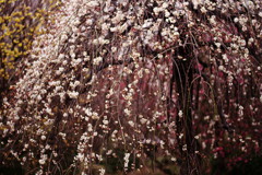 春を探して　枝垂れ梅