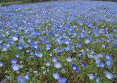 春風　ネモフィラIMGP1634_result